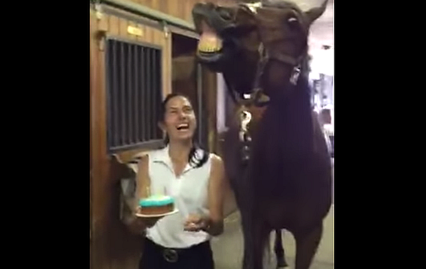 лошадь задула свечи, лошадь задула свечи на торте