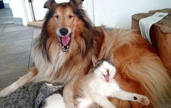 Кошка и собака спят вместе с самого первого дня, кот Моисей собака Молли