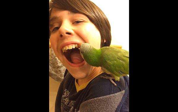 попугай стоматолог, попугай вытащил зуб изо рта, попугая вытащил зуб
