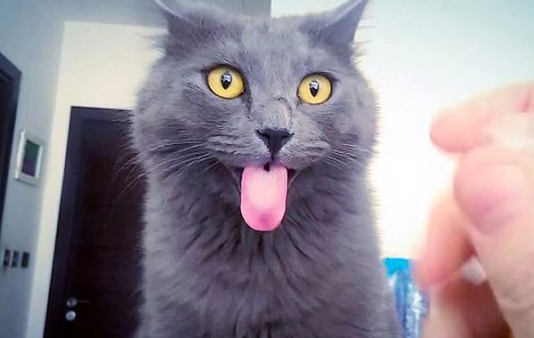 кот теряет контроль звук пластика, реакция кота на звук пластика, кот реакция шуршание пластика