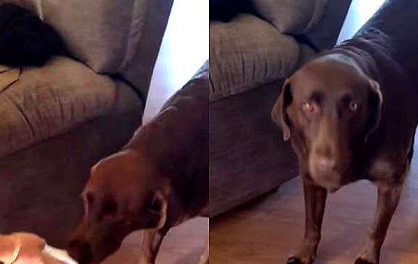 реакция собаки на новость о ребенке, собаку вырвало рассказали о ребенке, смешная и неожиданная реакция собаки