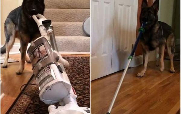 baron dog, овчарка которая помогает делать уборку, собака помогает делать уборку