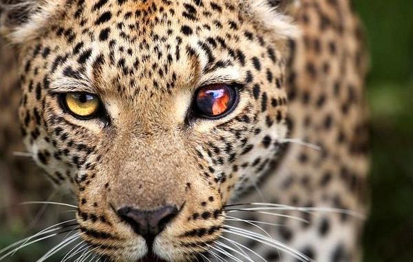 National Geographic за март 2015, лучшие фотографии National Geographic