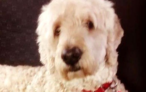 что делает собака пока хозяина нет дома, прикрепил к ошейнику собаки камеру, собака скучает по хозяину, собака скучает хозяина нет дома