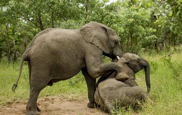 Пьяные слоны, плоды дерева Маруло