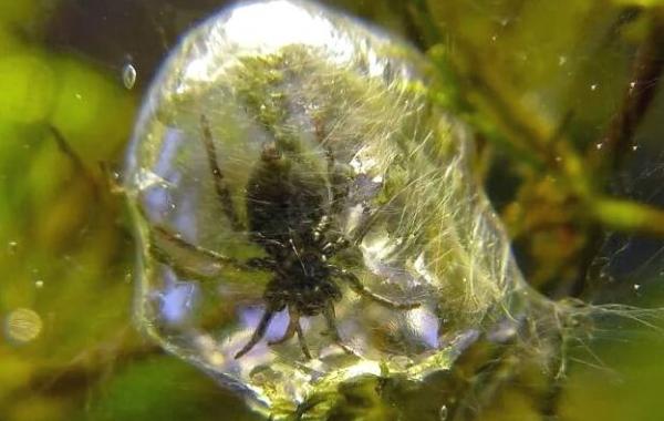 удивительные фотографии, фотографии которые поразят