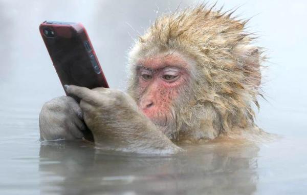 лучший фотограф дикой природы, Wildlife Photographer of the Year 2014 