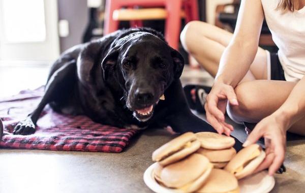 последний день жизни Дюкей, Дюкей рак усыпили, последний счастливый день в жизни собаки, история Дюкей последний день