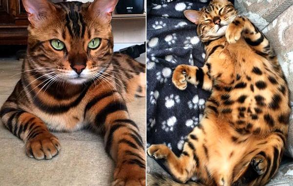 кот Тор, бенгальский кот