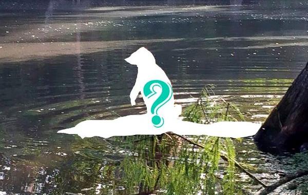 енот на аллигаторе, енот оседлал аллигатора, енот на крокодиле, енот плывет на крокодиле