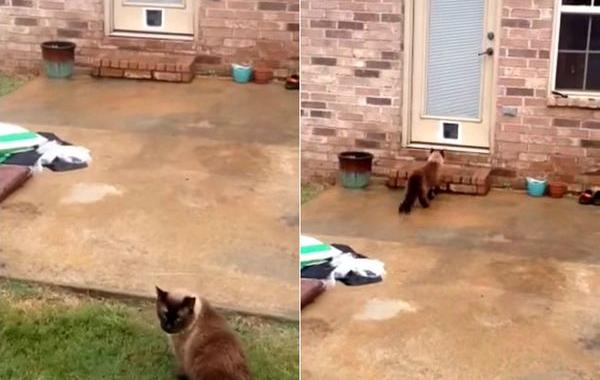 кот и кошачья дверь, хитрый кот кошачья дверь, парень установил кошачью дверь кот, кошачья дверь кот перехитрил