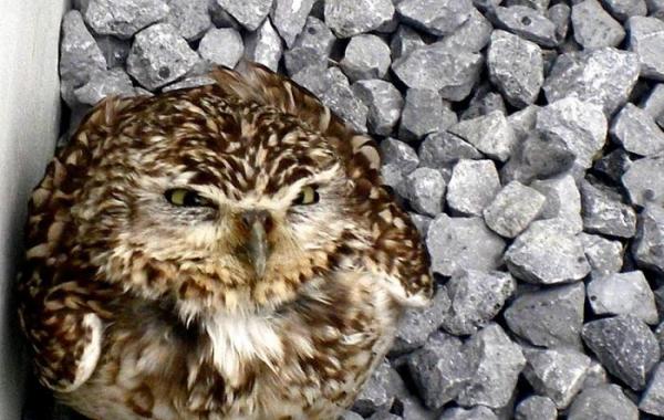 злые совы обиженная сова 