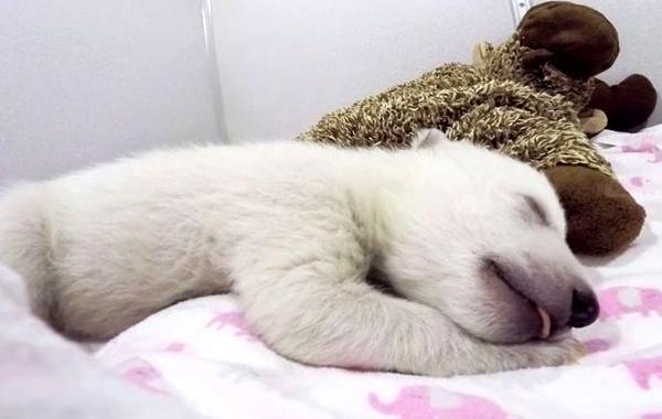 какие звуки издаёт спящий медвежонок, полярный медвежонок брошенный матерью