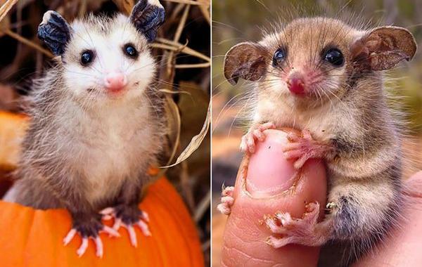 поссумы и опоссумы, милые животные