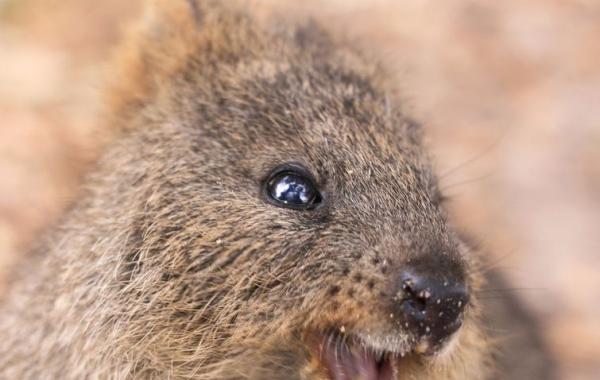 квокка, самые счастливые квокка, самые счастливые животные