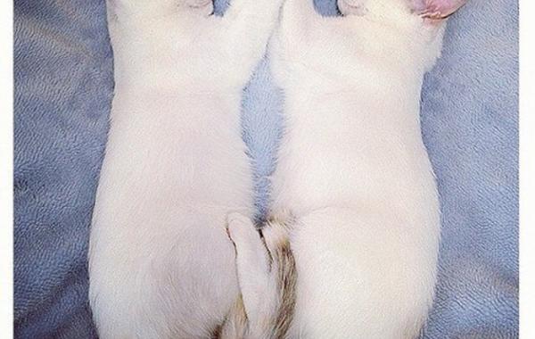 Удивительные кошки-близнецы Мерри и Пиппин всегда спят в одинаковых позах