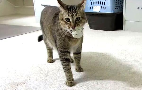 агрегат для кормления кошки, Бен Миллам, Ben Millam