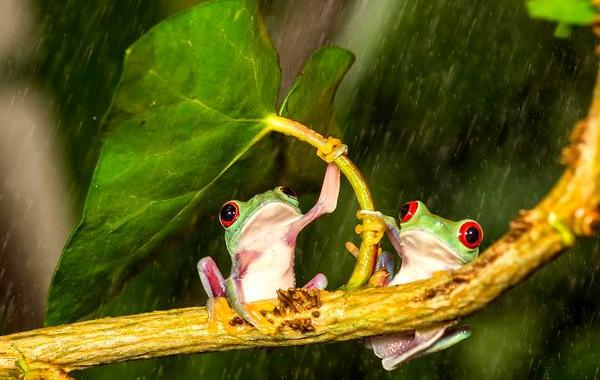 животные под зонтами, животные под дождём