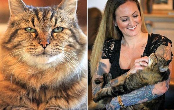 самый старый 26-летний кот, самый старый кот в мире, кот Вельвет