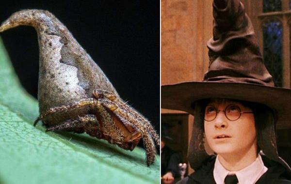 новые виды животных, животные открытые в 2016