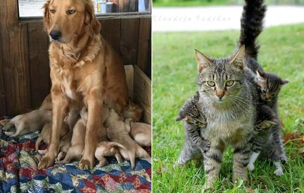 животные показывающие что значит быть мамой, животные мамы