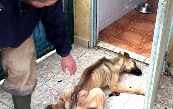 преображение собаки, Barilla dog, невероятное восстановление истощённой собаки