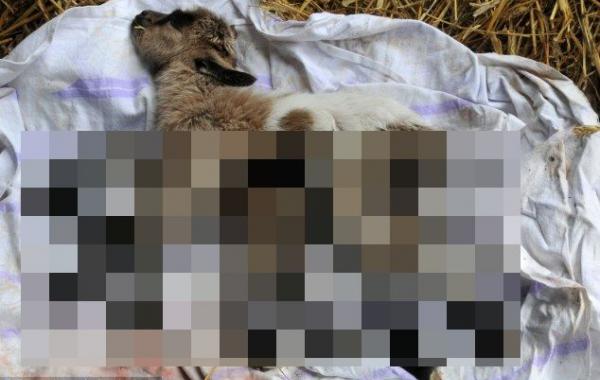 козлёнок-гермафродит, козлёнок с восемью ногами 