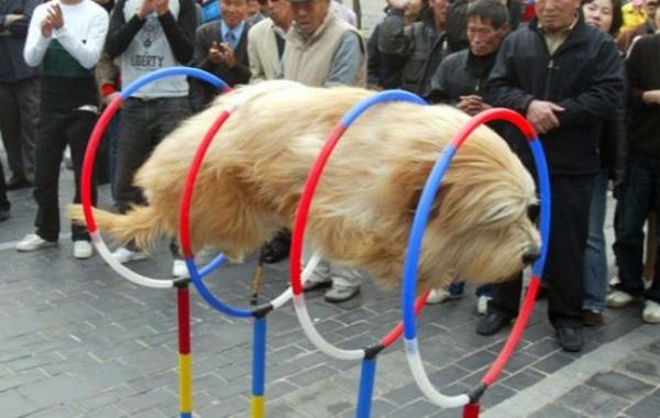 фотографии сделанные в нужный момент, пойманный кадр