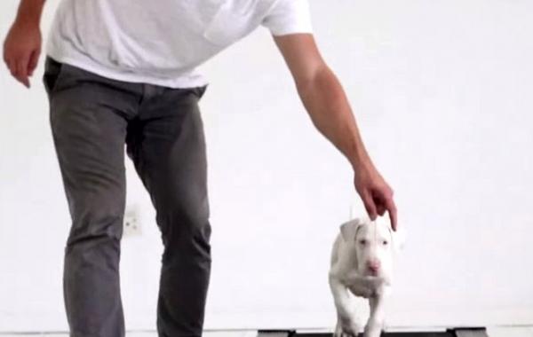 Вырос на глазах, покадровая съёмка жизни спасённого щенка, спасённая собака