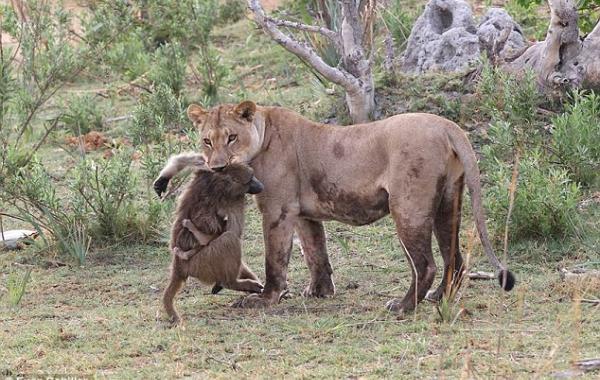 Спасение детёныша бабуина из лап львицы, убившей его маму
