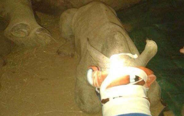 Спасение убитого горем детеныша носорога, найденного возле тела убитой мамы