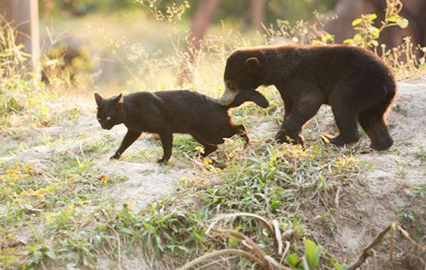 медвежонок дружит с кошкой, Ка Wao bear