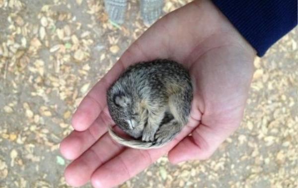 Спасение бельчонка, история, фото