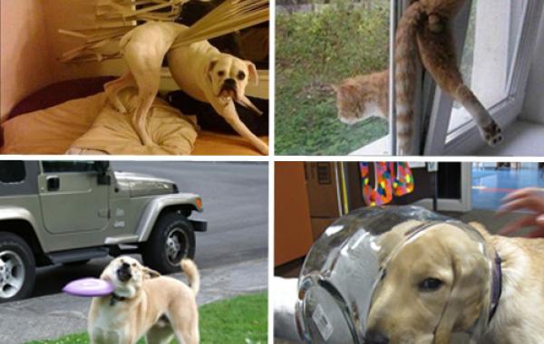 Смешные животные в смешных ситуациях, неудачный день, анимация