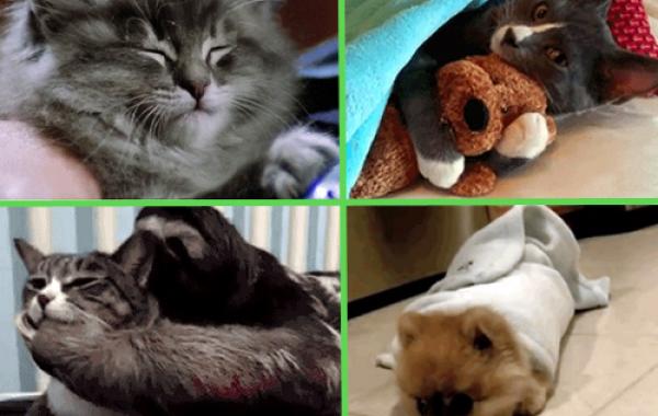 Смешные и милые животные, анимация, гифки