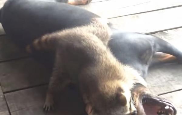 енот и ротвейлер