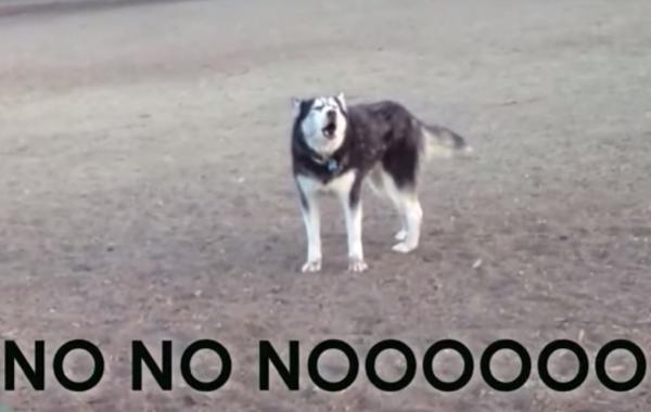 хаски говорит, хаски не хочет уходить с площадки, хаски на прогулке