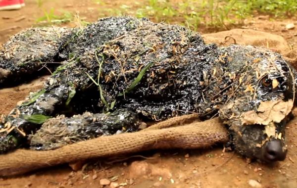 собака упала в смолу, окаменевшая собака смола, спасение собаки упавшей в горячую смолу