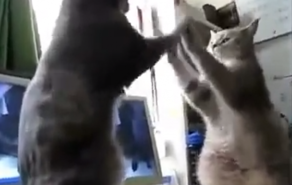 Как коты играют в ладушки