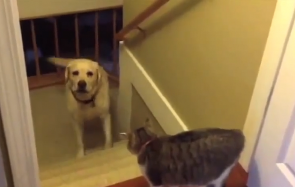 Пёс, здесь ты точно не пройдёшь!