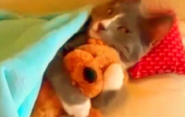 смешные коты, самые смешные коты 2014, коты видео