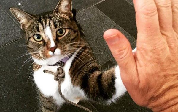 Didga, Диджа, самый талантливый кот в мире