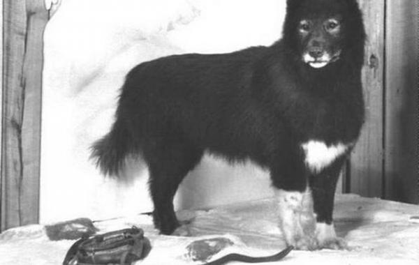 история Балто, дифтерия, Ном