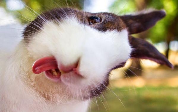 милые кролики, очаровательные кролики