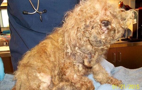 Amaze-Bobb dog, пудель Бобб, преображение собаки