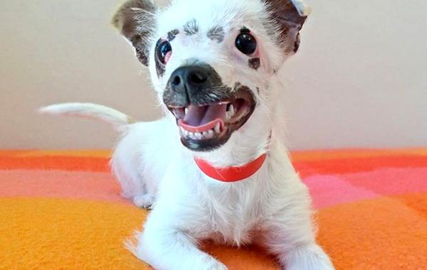 щенок с воспаленными глазами,  щенок похожий на инопланетянина