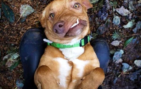 собака с безобразной внешностью, собака Пикассо