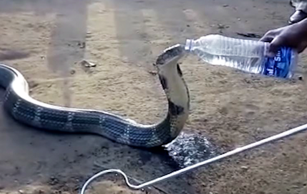 змею напоили прямо из бутылки, змея пьёт из бутылки 