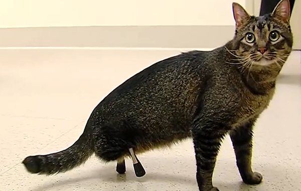 Кот без задних лап c 3D-протезами, кот винсент