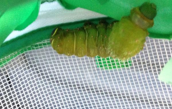 Превращение толстой гусеницы в красивую бабочку